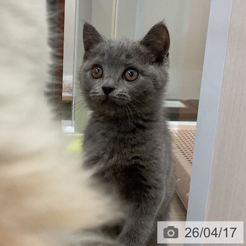 ブリティッシュショートヘアの写真