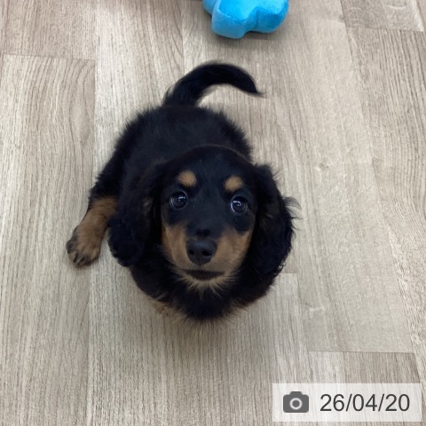 新潟県のミニチュアダックスフンド(ロング) (ペットプラス 新潟南店/2026年2月10日生まれ/女の子/ブラックタン)の子犬の3枚目の画像