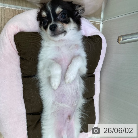 チワワの写真