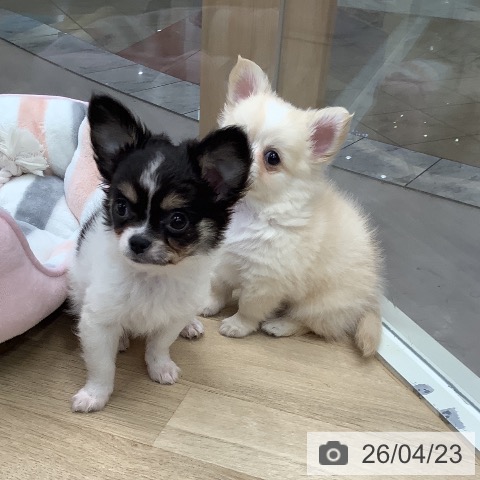 東京都のチワワ(ロング) (ペットプラス 日の出店/2026年2月10日生まれ/男の子/ホワイトブラックタン)の子犬の4枚目の画像