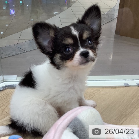 東京都のチワワ(ロング) (ペットプラス 日の出店/2026年2月10日生まれ/男の子/ホワイトブラックタン)の子犬の3枚目の画像