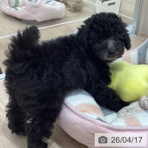 トイ・プードルの写真