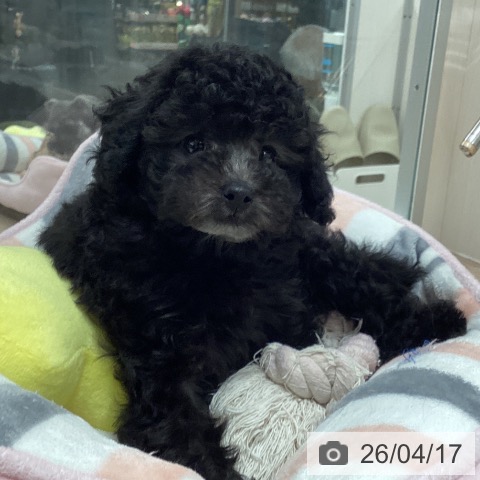 トイ・プードルの写真