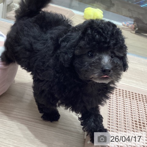 トイ・プードルの写真