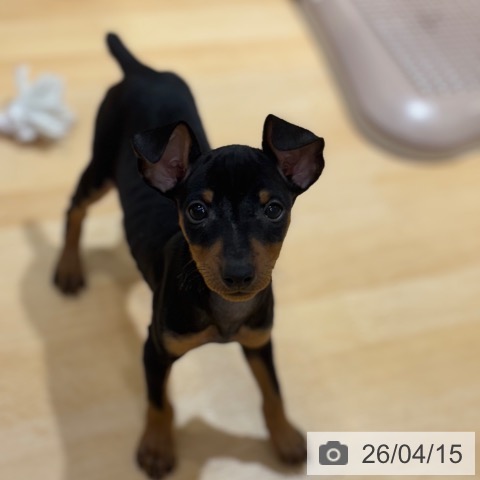 奈良県のミニチュアピンシャー (ペットプラス 大和郡山店/2026年2月9日生まれ/女の子/ブラックタン)の子犬の4枚目の画像