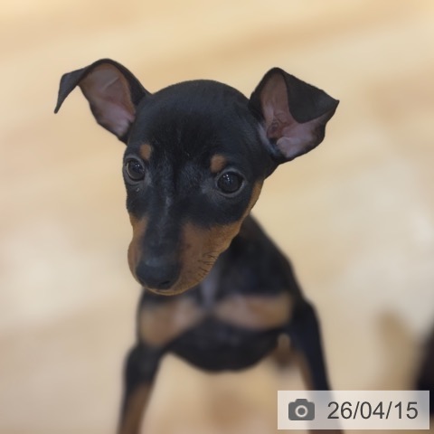 奈良県のミニチュアピンシャー (ペットプラス 大和郡山店/2026年2月9日生まれ/女の子/ブラックタン)の子犬の3枚目の画像