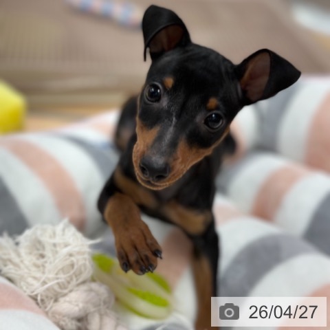 京都府のミニチュアピンシャー (ペットプラス 醍醐店/2026年2月9日生まれ/女の子/ブラックタン)の子犬の3枚目の画像