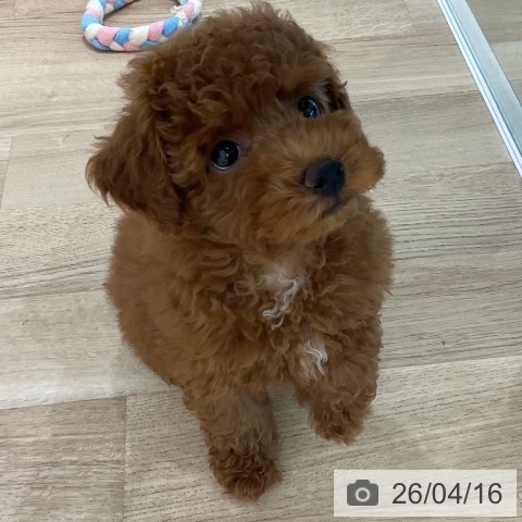 愛知県のトイプードル(トイ) (ペットプラス 熱田店/2026年2月11日生まれ/男の子/レッドフォーン)の子犬の4枚目の画像