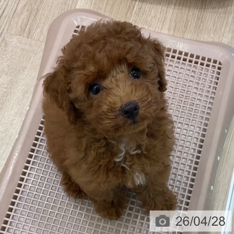 愛知県のトイプードル(トイ) (ペットプラス 熱田店/2026年2月11日生まれ/男の子/レッドフォーン)の子犬の3枚目の画像