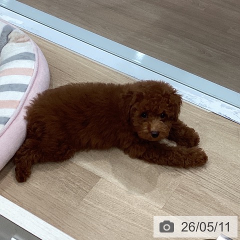 愛知県のトイプードル(トイ) (ペットプラス 東浦店/2026年2月11日生まれ/男の子/レッドフォーン)の子犬の4枚目の画像
