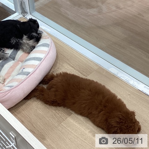 愛知県のトイプードル(トイ) (ペットプラス 東浦店/2026年2月11日生まれ/男の子/レッドフォーン)の子犬の3枚目の画像