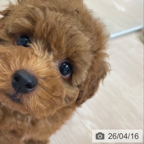 トイ・プードルの写真