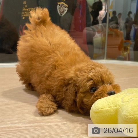 トイ・プードルの写真