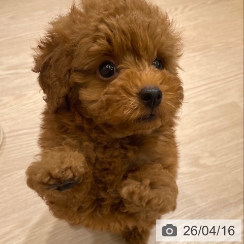 トイ・プードルの写真