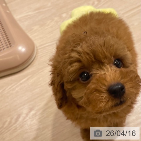 トイ・プードルの写真