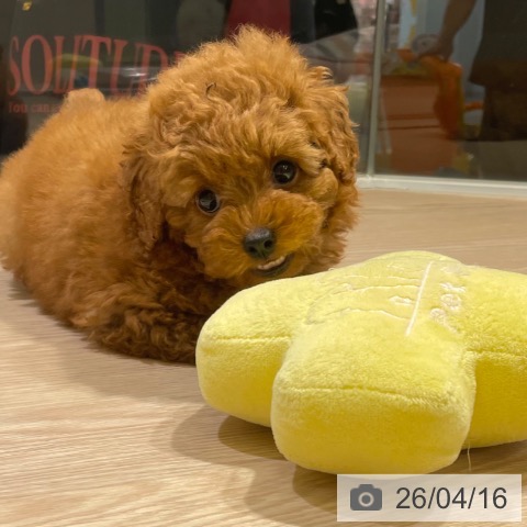 トイ・プードルの写真