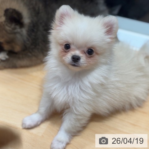 ポメラニアンの写真