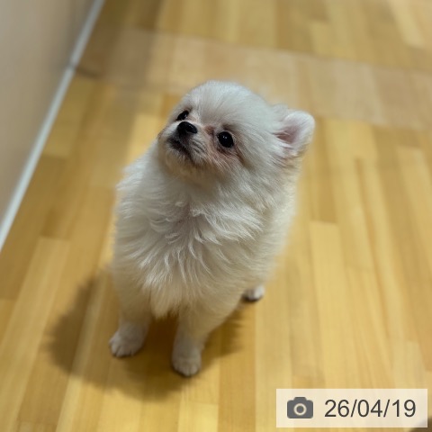 奈良県のポメラニアン (ペットプラス 大和郡山店/2026年2月5日生まれ/男の子/クリーム)の子犬の3枚目の画像