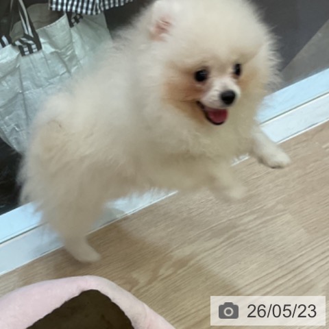 ポメラニアンの写真