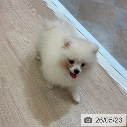 ポメラニアンの写真