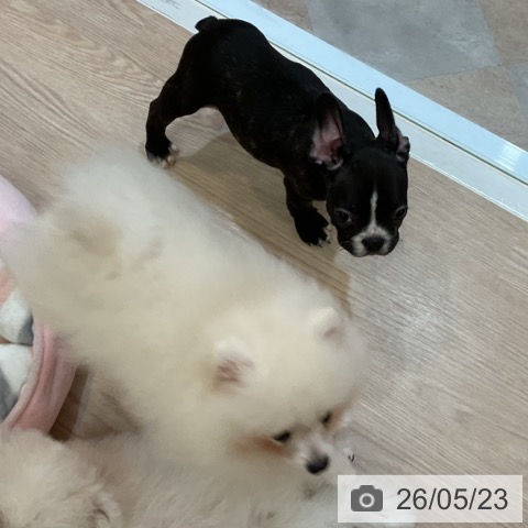 ポメラニアンの写真