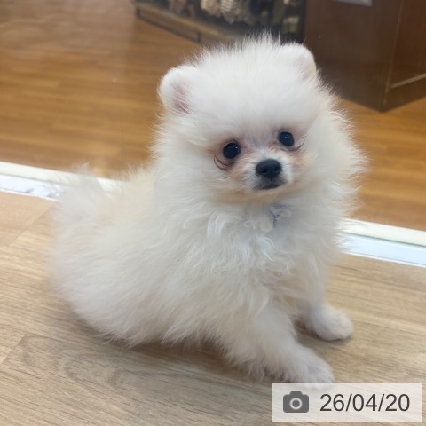 大阪府のポメラニアン (ペットプラス 大阪ドームシティ店/2026年2月5日生まれ/男の子/クリーム)の子犬の3枚目の画像