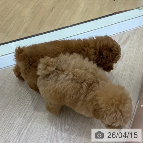 トイ・プードルの写真