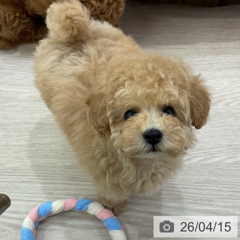 トイ・プードルの写真