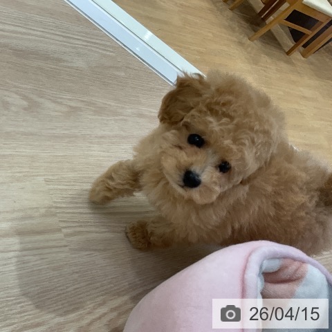 トイ・プードルの写真