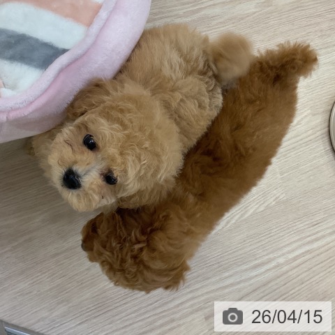 トイ・プードルの写真