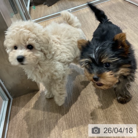 トイ・プードルの写真