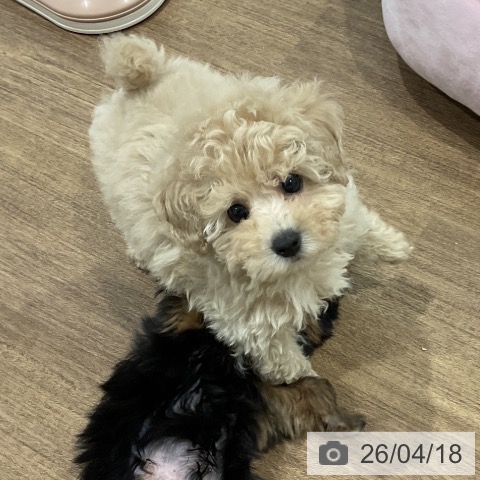 トイ・プードルの写真