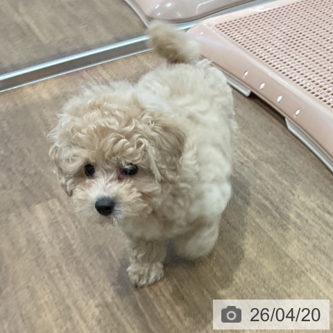 愛知県のトイプードル(トイ) (ペッツワン 東海店/2026年2月12日生まれ/男の子/シャンパン)の子犬の4枚目の画像