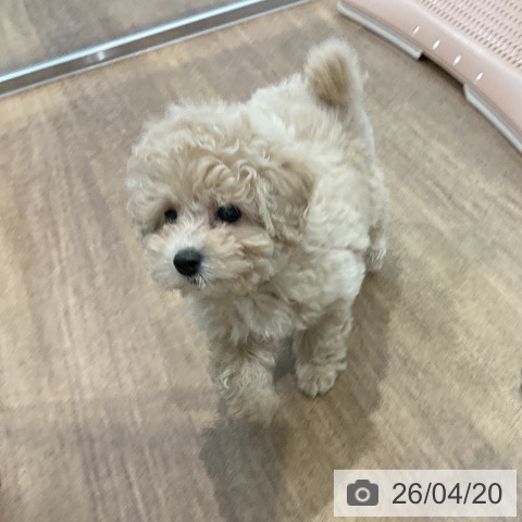 愛知県のトイプードル(トイ) (ペッツワン 東海店/2026年2月12日生まれ/男の子/シャンパン)の子犬の3枚目の画像