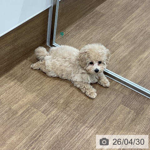 愛知県のトイプードル(トイ) (ペッツワン 東海店/2026年2月12日生まれ/男の子/シャンパン)の子犬の3枚目の画像
