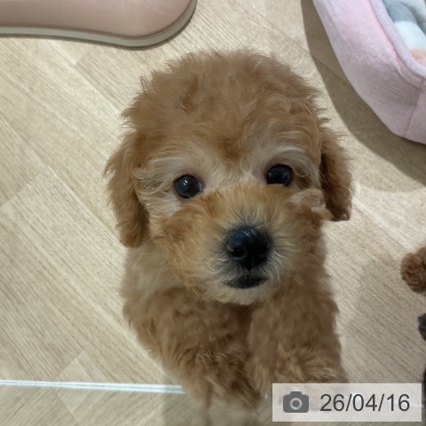 トイ・プードルの写真