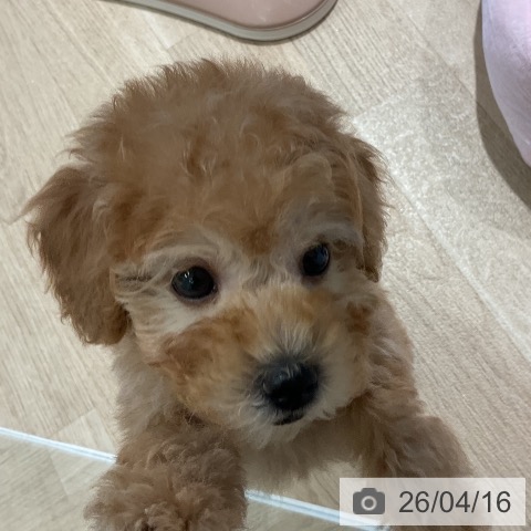 トイ・プードルの写真