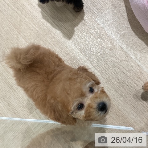 トイ・プードルの写真