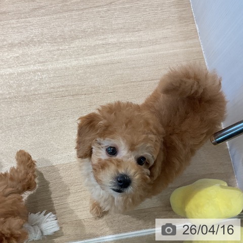 トイ・プードルの写真