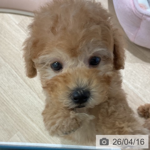 トイ・プードルの写真