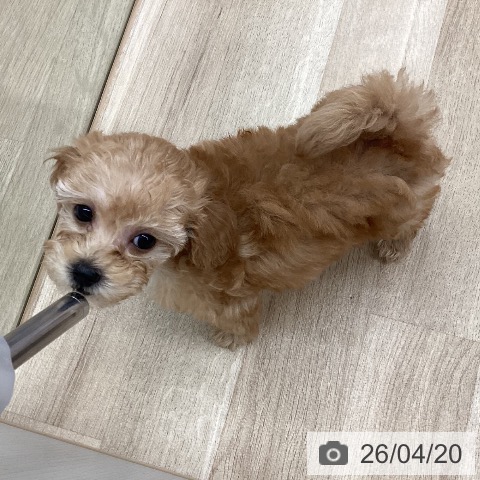 新潟県のトイプードル(トイ) (ペットプラス 新潟南店/2026年2月11日生まれ/女の子/アプリコット)の子犬の4枚目の画像