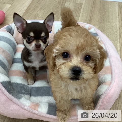 新潟県のトイプードル(トイ) (ペットプラス 新潟南店/2026年2月11日生まれ/女の子/アプリコット)の子犬の3枚目の画像