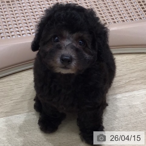 トイ・プードルの写真