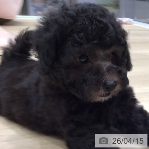 トイ・プードルの写真