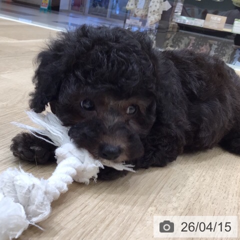 トイ・プードルの写真