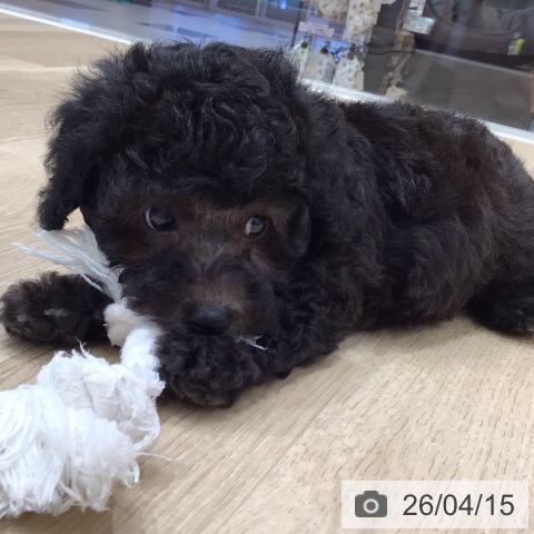 トイ・プードルの写真