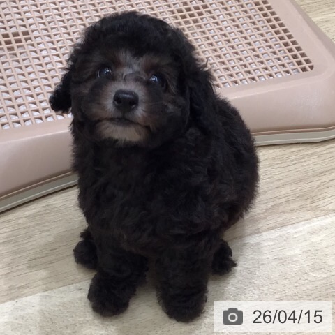 トイ・プードルの写真