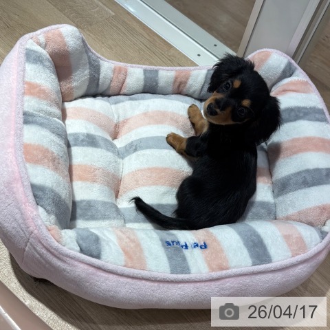 大阪府のカニンヘンダックスフンド(ロング) (ペットプラス イオン大日店/2026年2月7日生まれ/女の子/ブラックタン)の子犬の3枚目の画像