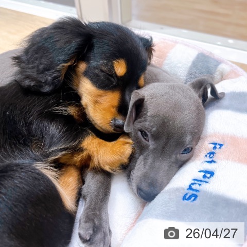 大阪府のカニンヘンダックスフンド(ロング) (ペットプラス イオン大日店/2026年2月7日生まれ/女の子/ブラックタン)の子犬の4枚目の画像