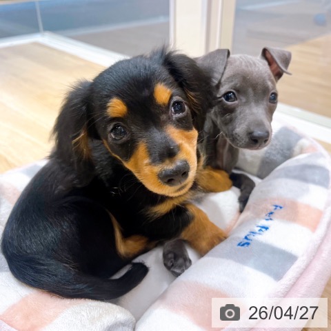 大阪府のカニンヘンダックスフンド(ロング) (ペットプラス イオン大日店/2026年2月7日生まれ/女の子/ブラックタン)の子犬の3枚目の画像